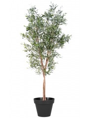 Olivier à trois troncs