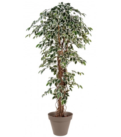 Ficus panaché artificiel