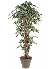 Ficus panaché artificiel