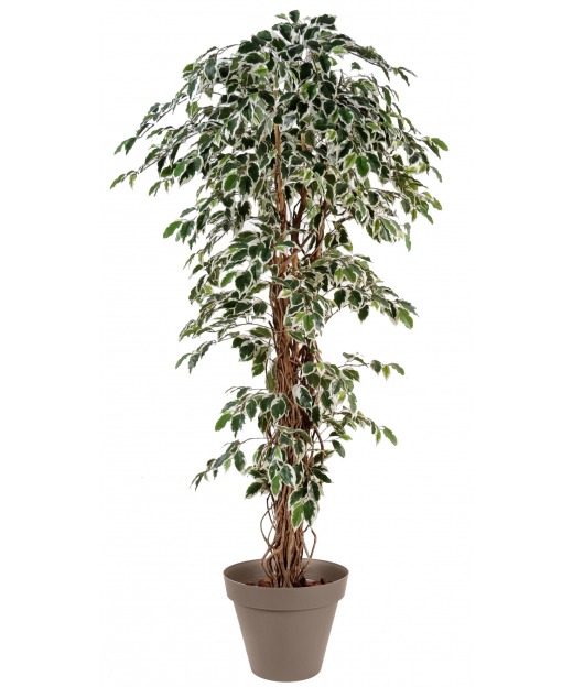 Ficus panaché artificiel