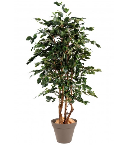 Ficus synthétique exotica