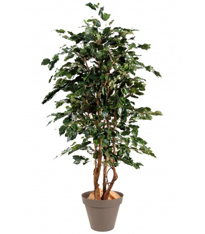 Ficus synthétique exotica