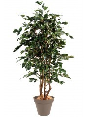 Ficus synthétique exotica
