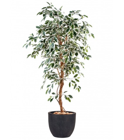 Ficus artificiel vert blanc