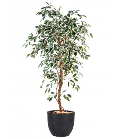 Ficus artificiel vert blanc