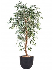 Ficus artificiel vert blanc