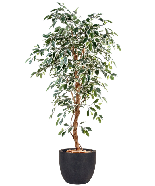 Arbre Artificiel Ficus Avec Rotins 180cm - Décoration Intérieur Réaliste, Sans Entretien, Pot Inclus
