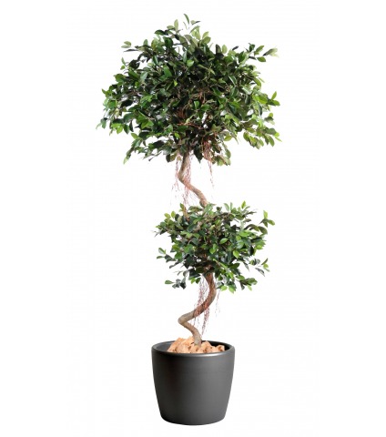 Ficus artificiel à deux têtes