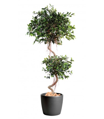 Ficus artificiel à deux têtes