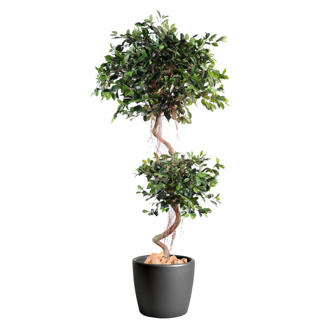 Ficus artificiel à deux têtes