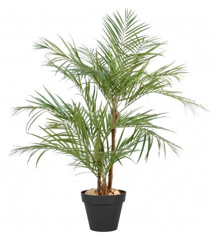 Grand palmier areca