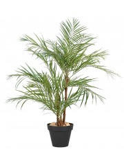Grand palmier areca