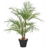 Grand palmier areca