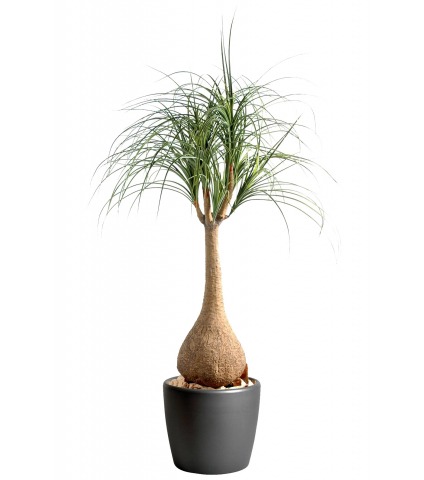 Pied d'éléphant artificiel