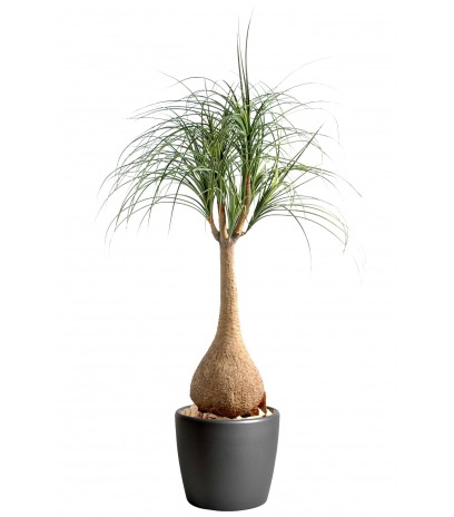 Pied d'éléphant artificiel