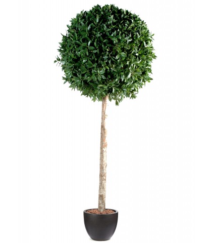 Laurier artificiel géant