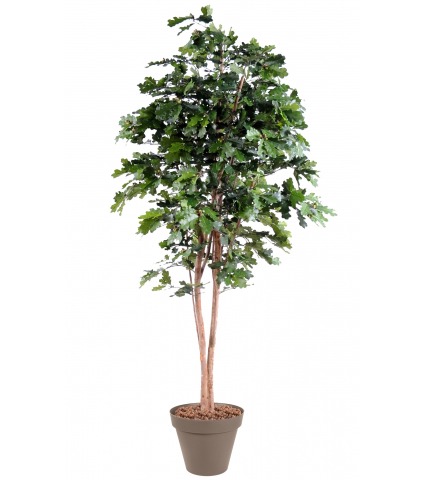 Chêne artificiel longiforme