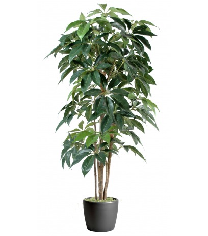 Schefflera artificiel actinophylla
