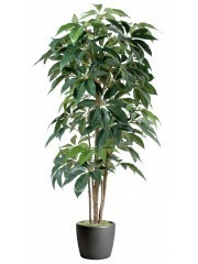 Schefflera artificiel actinophylla