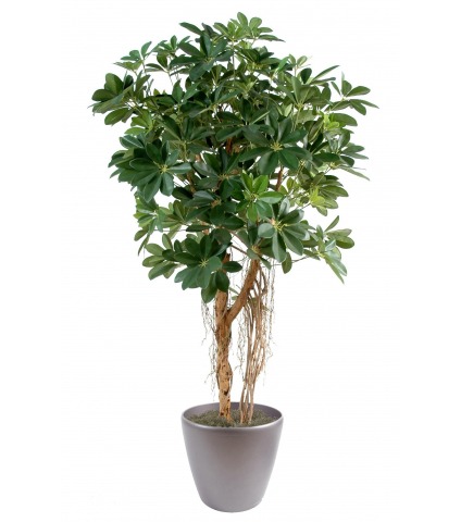 Schefflera parapluie artificiel