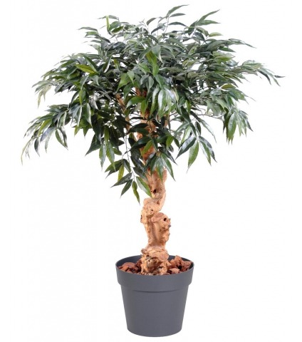 Chêne artificiel myrsine