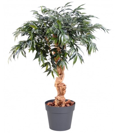 Chêne artificiel myrsine