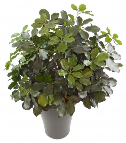 Schefflera artificiel buisson