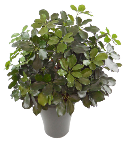 Schefflera artificiel buisson