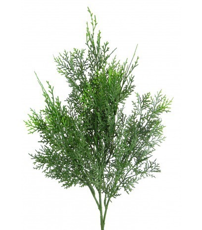 Feuille de cyprès lawson