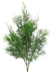 Feuille de cyprès lawson