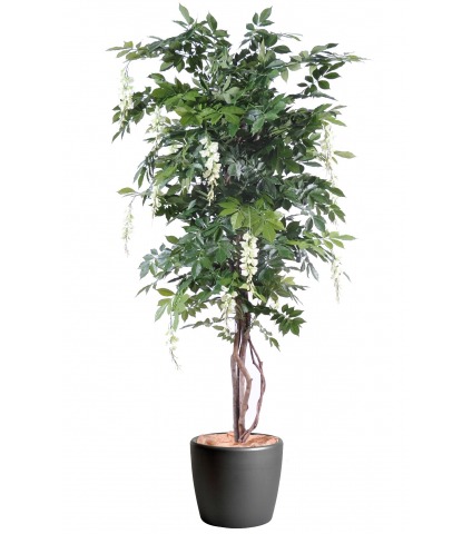 Glycine artificielle couleur crème