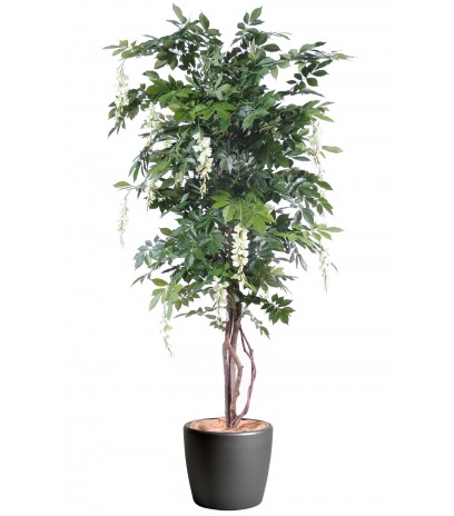 Glycine artificielle couleur crème