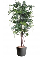 Glycine artificielle couleur crème