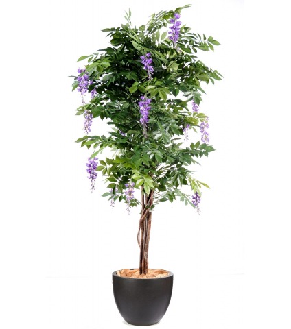 Glycine parme artificielle