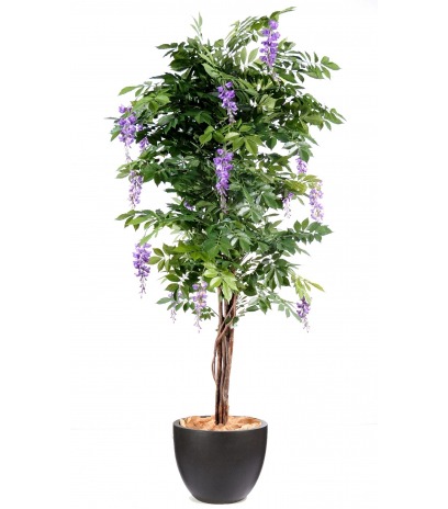 Glycine parme artificielle