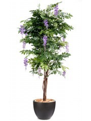 Glycine parme artificielle