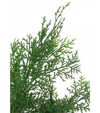 Feuille de cyprès lawson