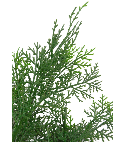 Feuille de cyprès lawson