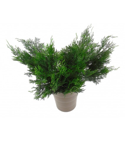 Feuille de cyprès lawson