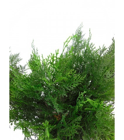 Feuille de cyprès lawson