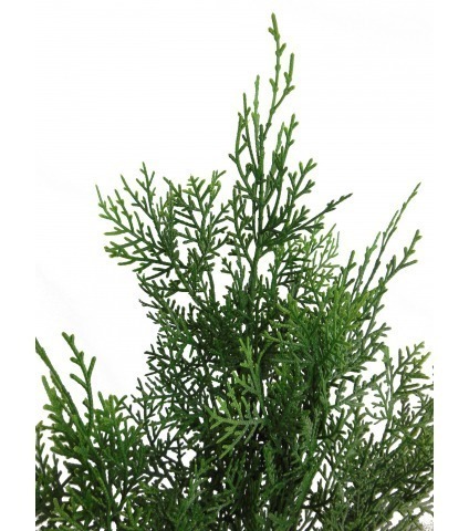 Feuille de cyprès lawson