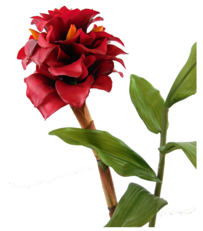 Branche de gingembre artificiel