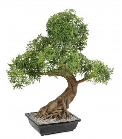 Bonsaï aralia majestueux