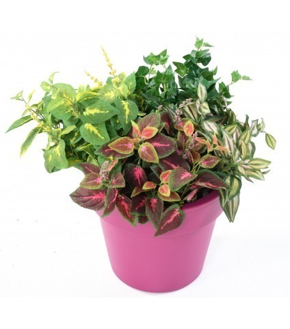 Coléus artificiel