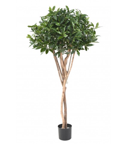 Laurier du portugal artificiel