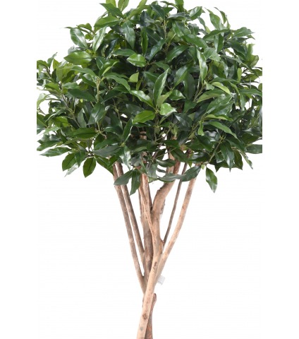 Laurier du portugal artificiel