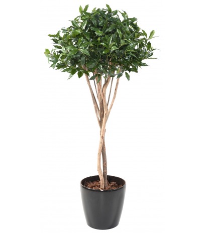 Laurier du portugal artificiel