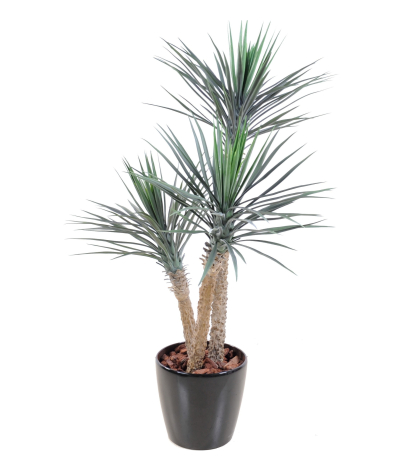 Yucca rostré artificiel