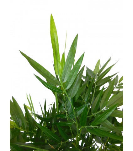 Bambou vert multi-cannes