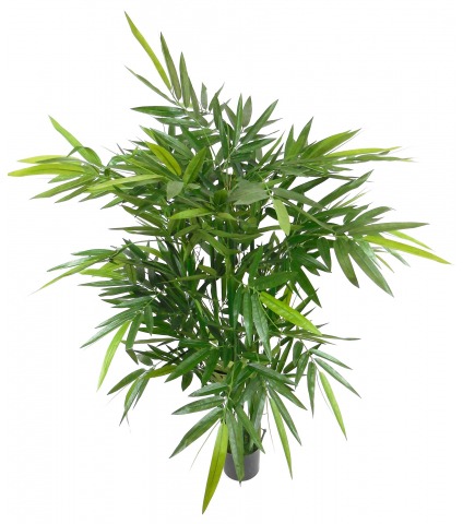 Bambou vert multi-cannes